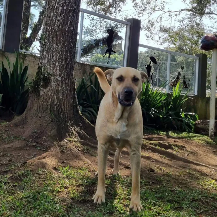 Cachorro ra a Srd idade 5 anos nome GEMA