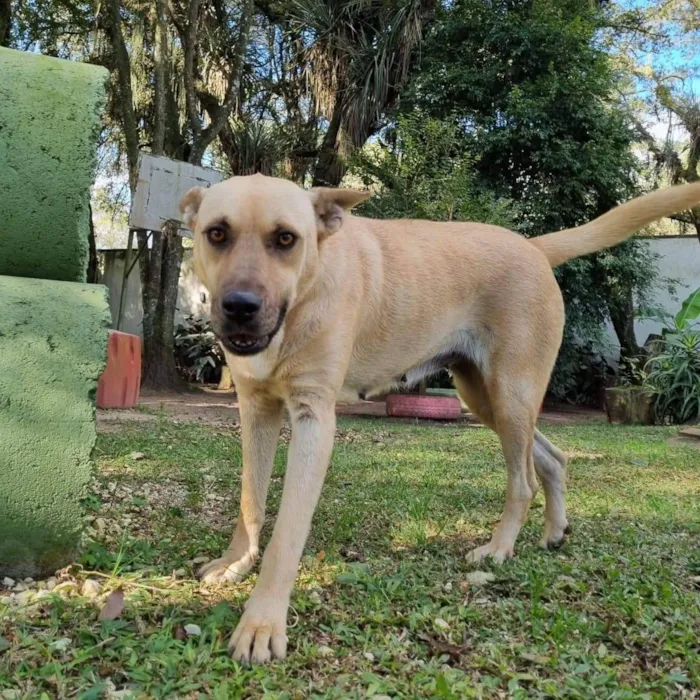 Cachorro ra a Srd idade 5 anos nome GEMA