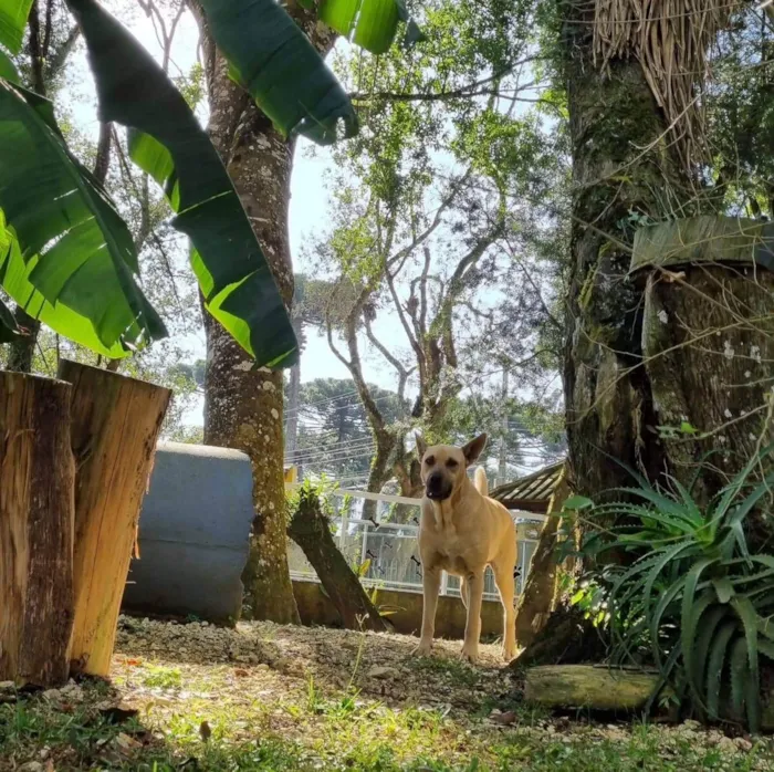 Cachorro ra a Srd idade 5 anos nome GEMA