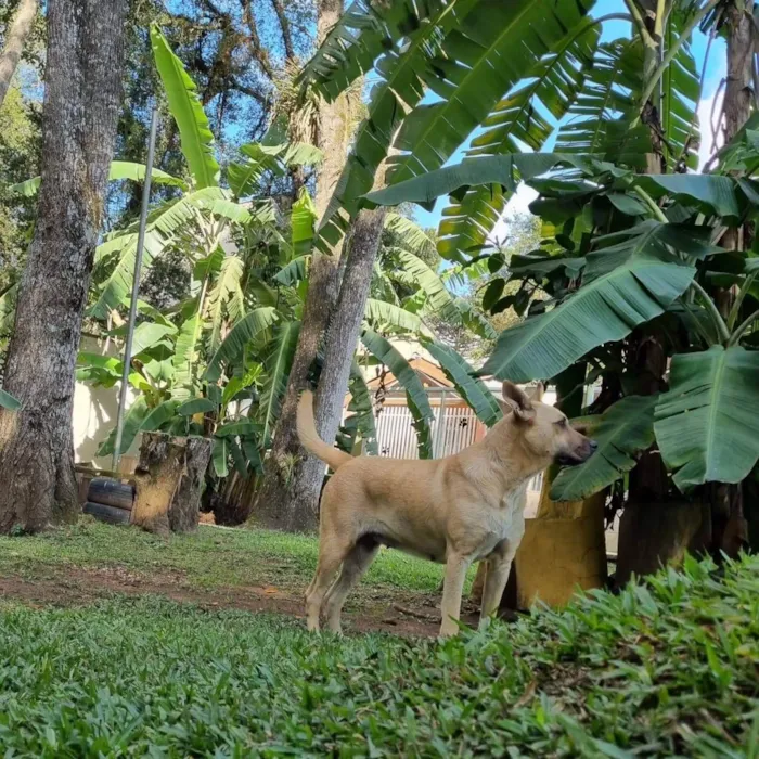 Cachorro ra a Srd idade 5 anos nome GEMA
