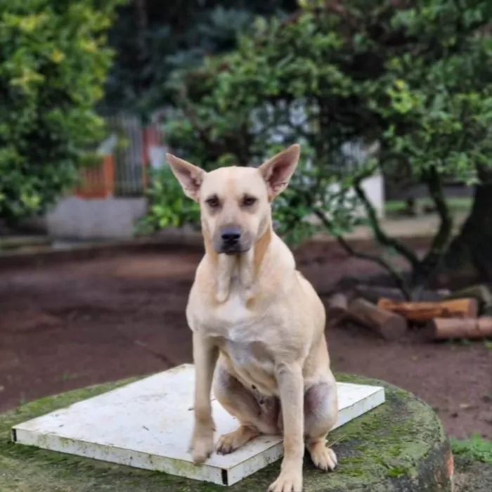 Cachorro ra a Srd idade 5 anos nome GEMA