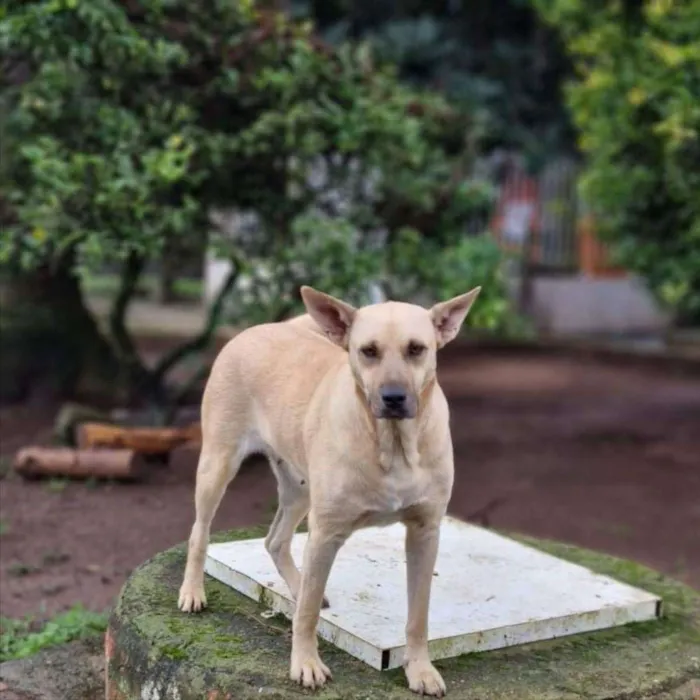 Cachorro ra a Srd idade 5 anos nome GEMA