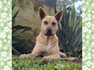 Cachorro raça Srd idade 5 anos nome GEMA