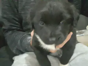 Cachorro raça Vira lata  idade Abaixo de 2 meses nome Luvinha 