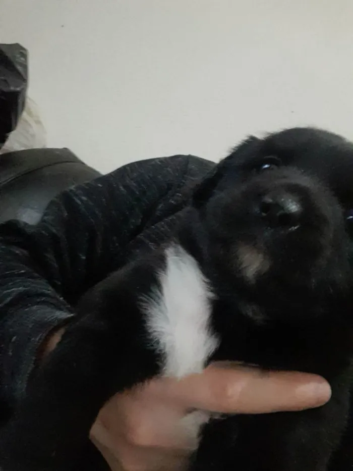 Cachorro raça Vira lata  idade Abaixo de 2 meses nome Luvinha 