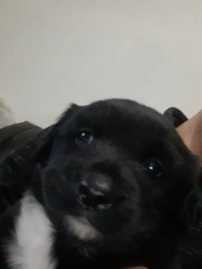 Cachorro raça Vira lata  idade Abaixo de 2 meses nome Luvinha 