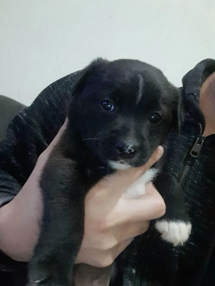 Cachorro raça Vira lata  idade Abaixo de 2 meses nome Aninha 