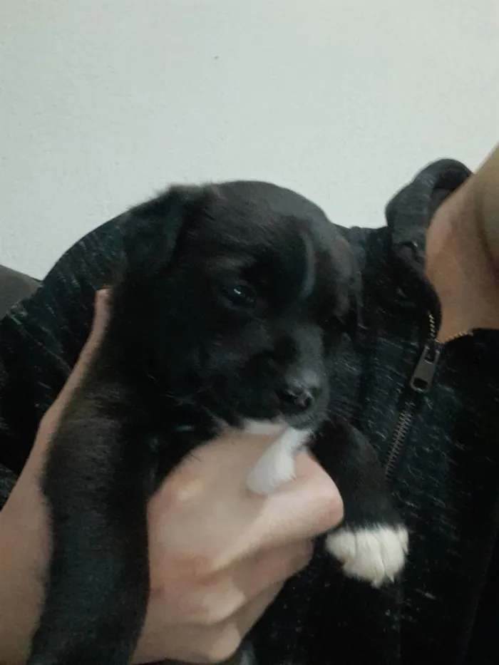 Cachorro raça Vira lata  idade Abaixo de 2 meses nome Aninha 