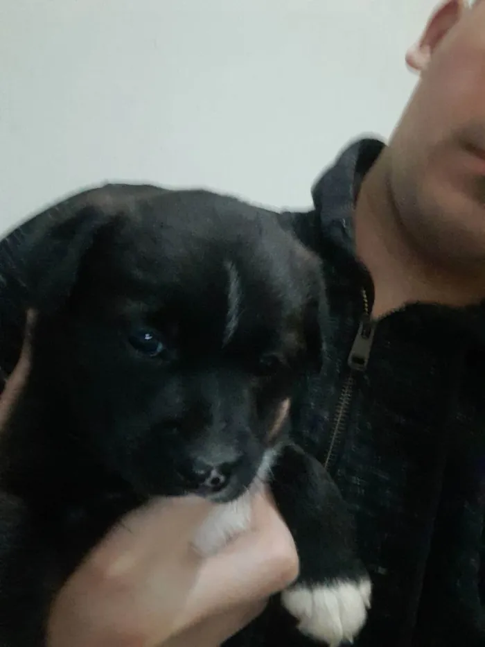 Cachorro raça Vira lata  idade Abaixo de 2 meses nome Aninha 