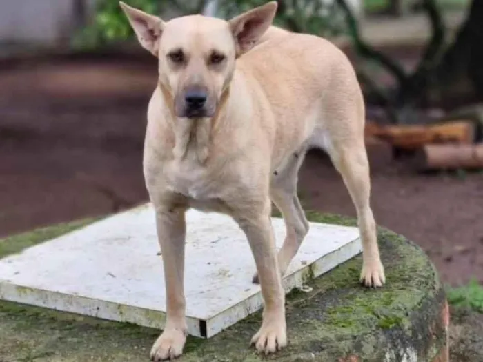 Cachorro ra a Srd idade 5 anos nome GEMA