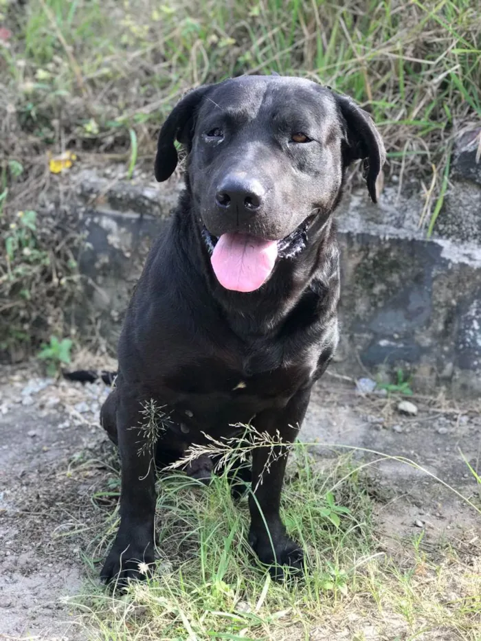 Cachorro ra a SRD idade 6 ou mais anos nome Sem nome