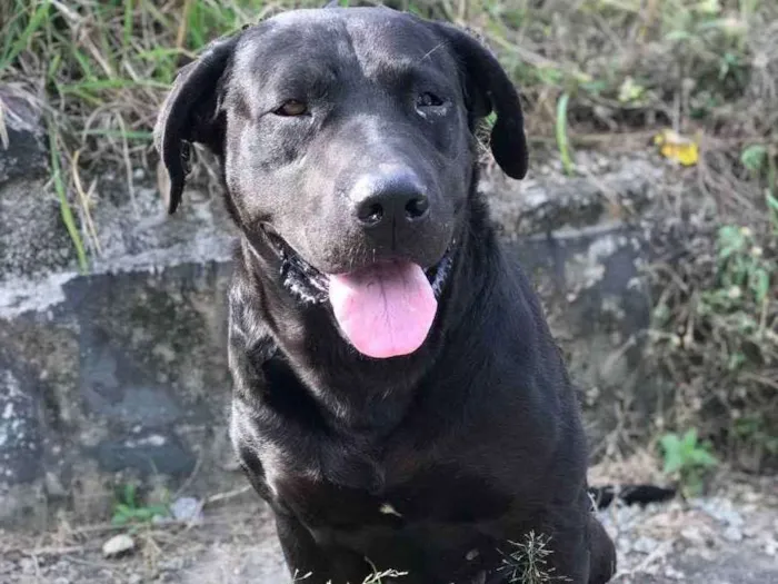 Cachorro ra a SRD idade 6 ou mais anos nome Sem nome