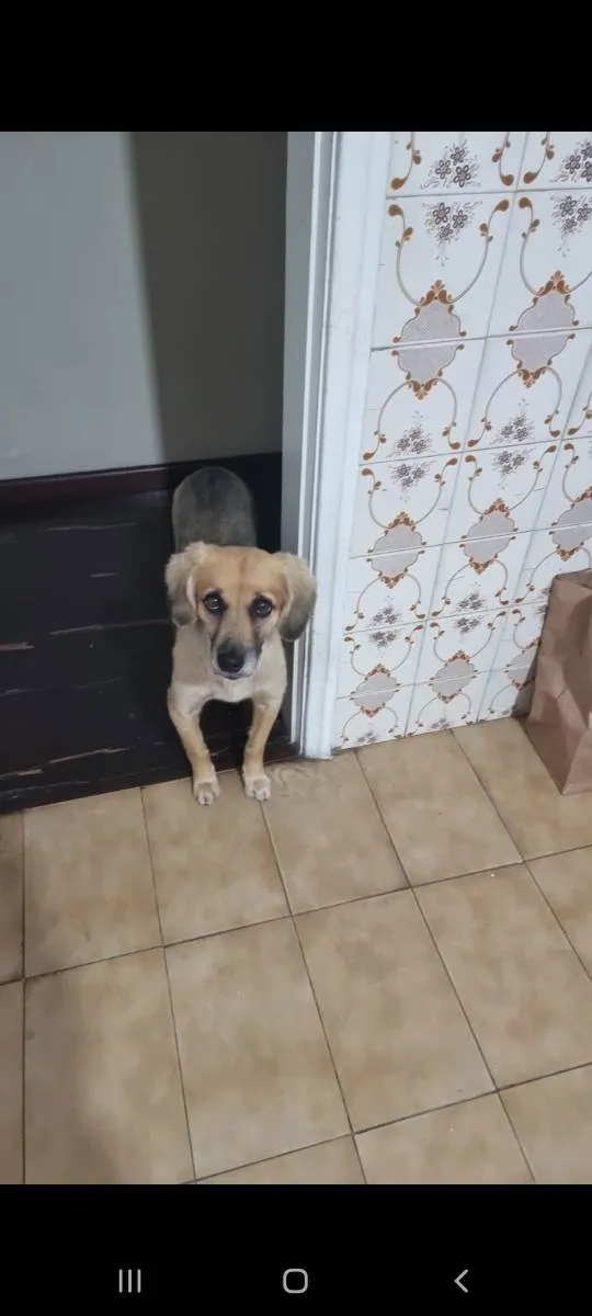 Cachorro raça SRD idade 5 anos nome Lupin