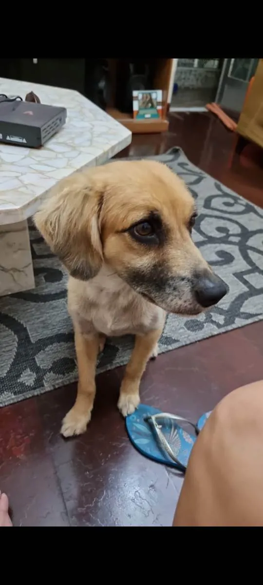 Cachorro raça SRD idade 5 anos nome Lupin