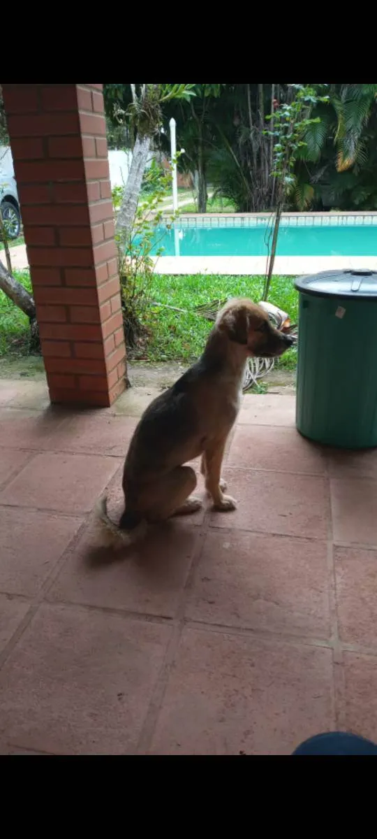 Cachorro raça SRD idade 5 anos nome Lupin