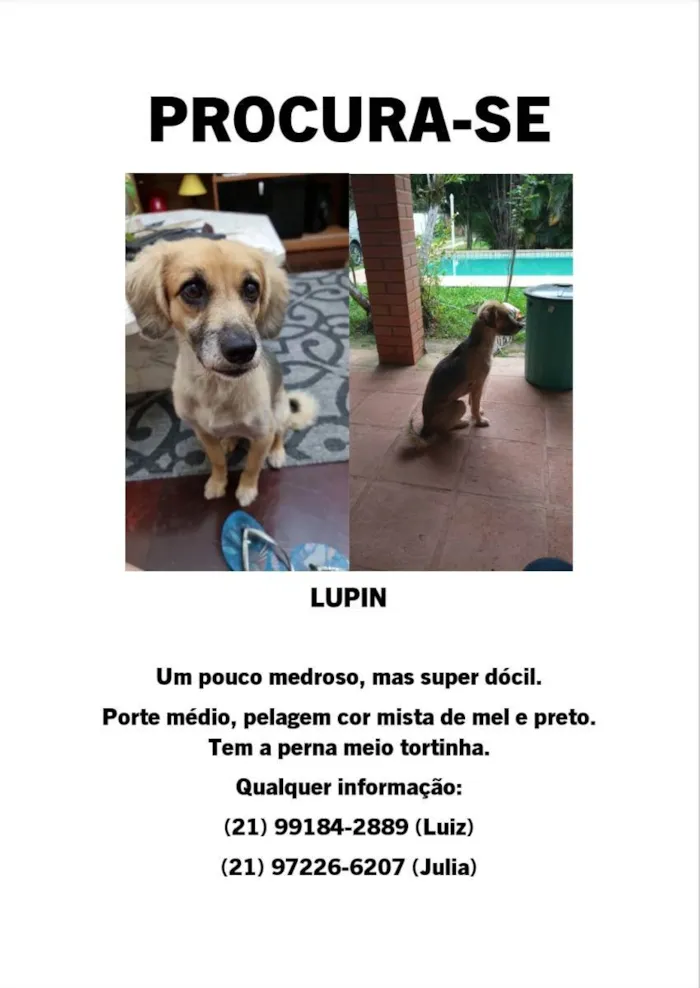 Lupin