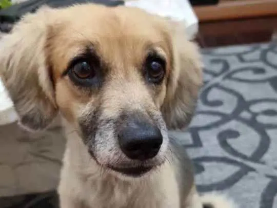 Cachorro raça SRD idade 5 anos nome Lupin