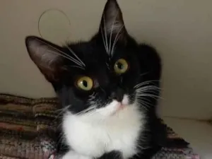 Gato raça Srd idade 7 a 11 meses nome Lika