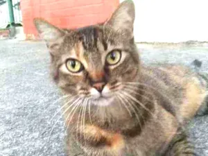 Gato raça srd tigradinha  idade 4 anos nome JULLY