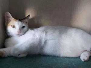 Gato raça Srd idade 7 a 11 meses nome Dália
