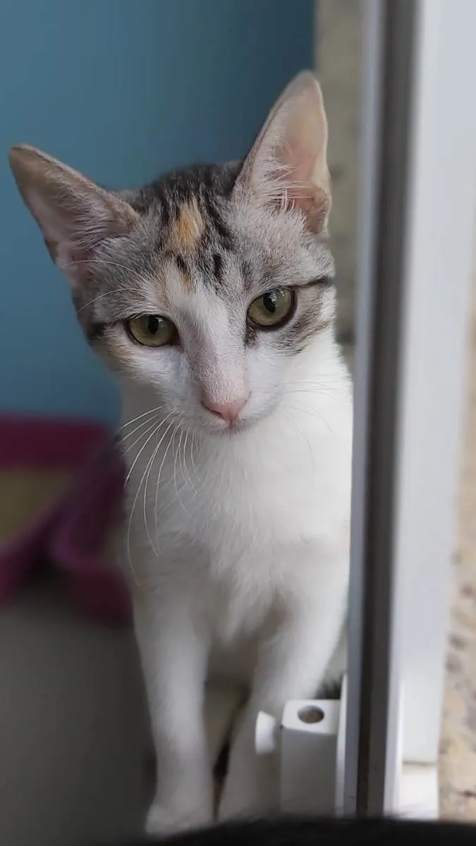 Gato ra a Srd idade 2 a 6 meses nome Penelope