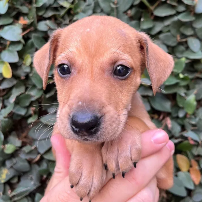 Cachorro raça SRD idade Abaixo de 2 meses nome Sem Nome