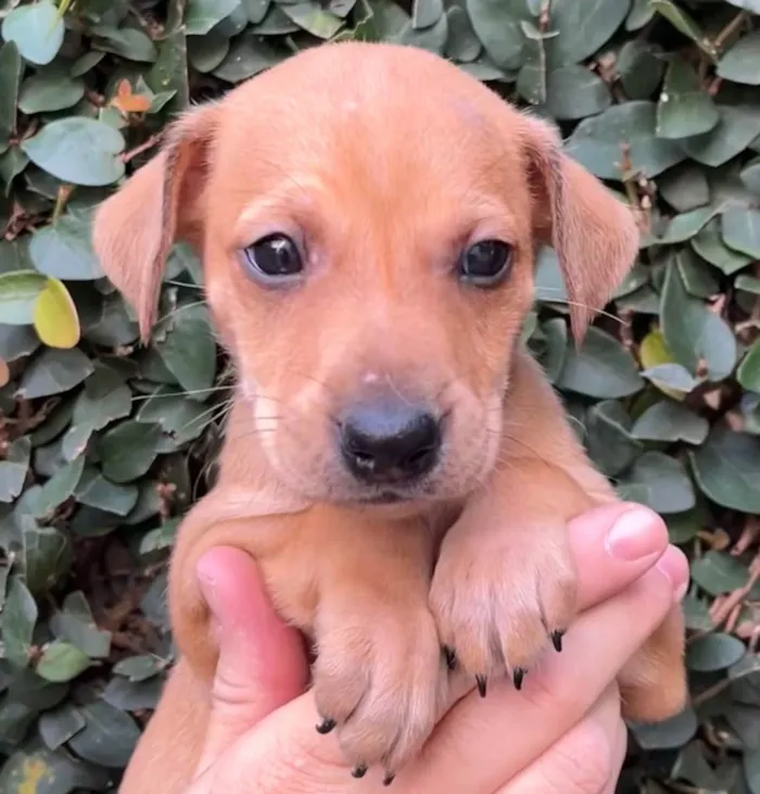Cachorro raça SRD idade Abaixo de 2 meses nome Sem Nome