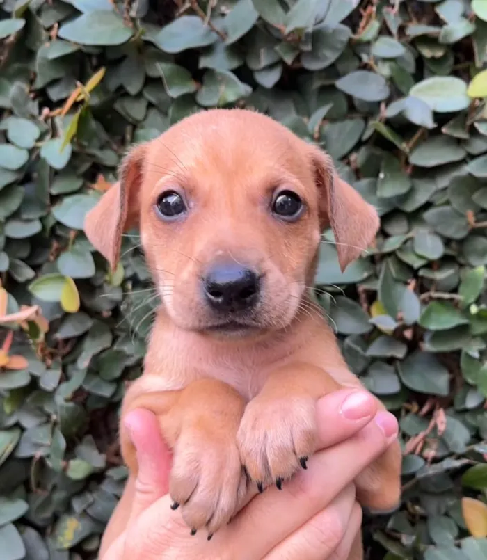Cachorro raça SRD idade Abaixo de 2 meses nome Sem Nome