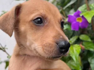 Cachorro raça SRD idade Abaixo de 2 meses nome Sem Nome