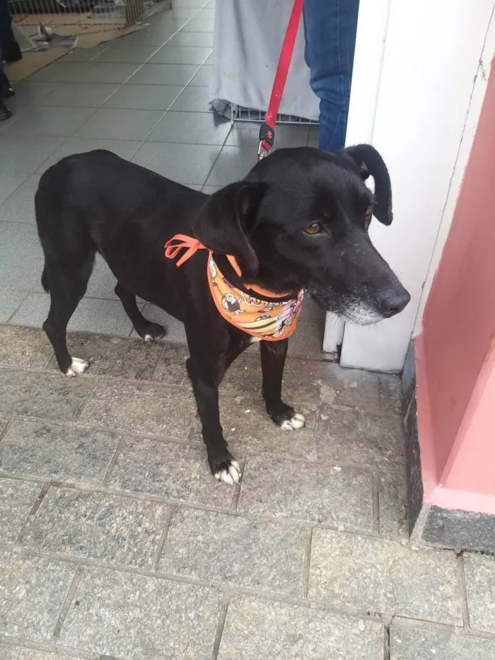 Cachorro ra a Srd idade 2 anos nome Pitucho