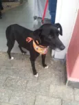 Pitucho