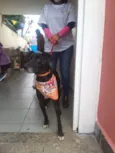 Pitucho