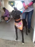 Pitucho
