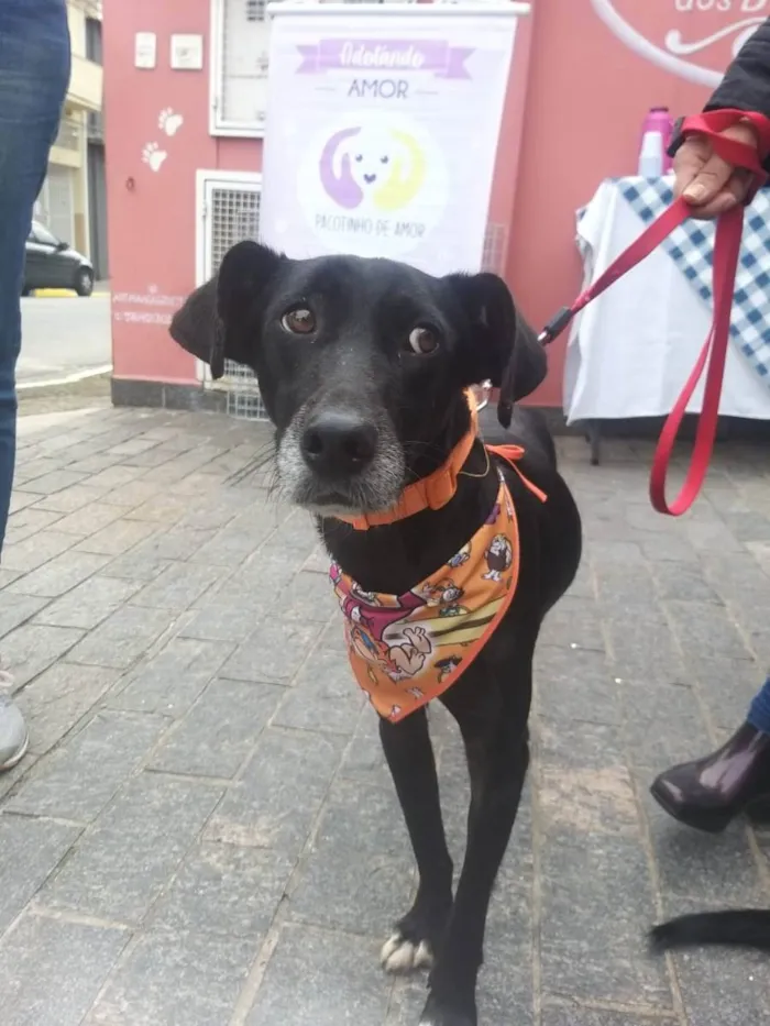 Cachorro ra a Srd idade 2 anos nome Pitucho