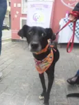 Pitucho
