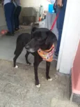 Pitucho