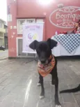 Pitucho