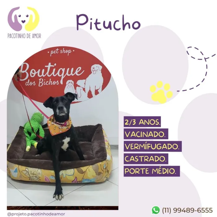 Cachorro ra a Srd idade 2 anos nome Pitucho