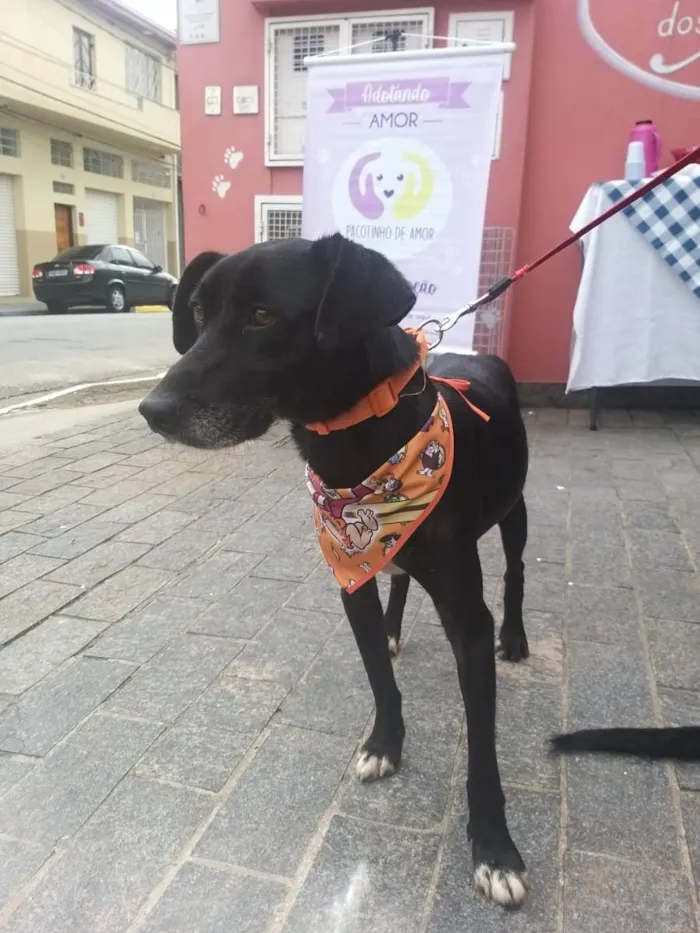 Cachorro ra a Srd idade 2 anos nome Pitucho