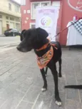 Pitucho