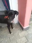 Pitucho