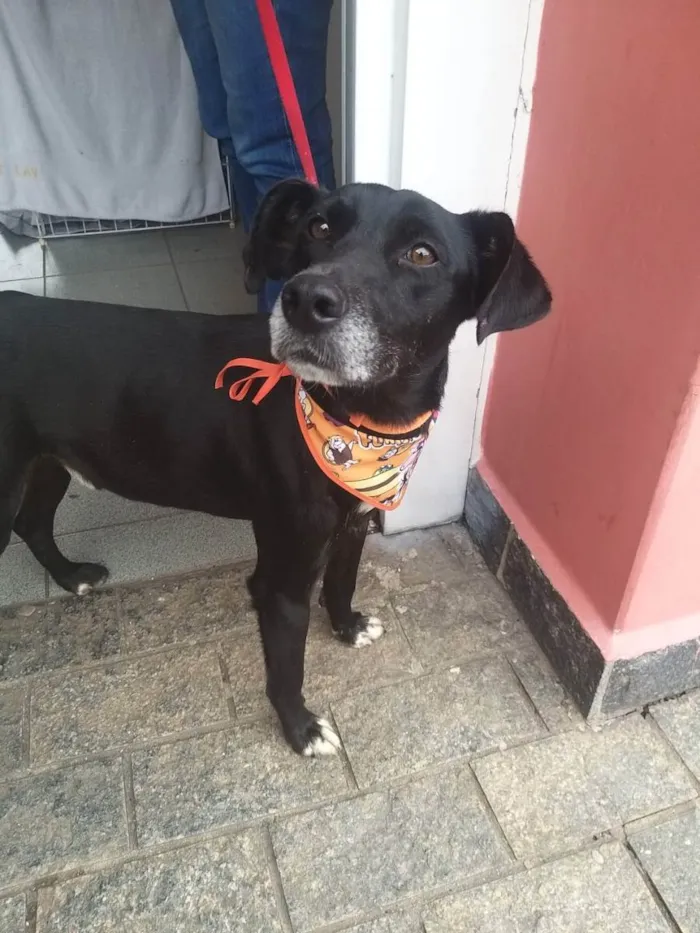 Cachorro ra a Srd idade 2 anos nome Pitucho