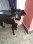 Pitucho