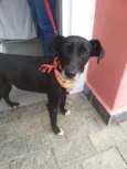 Pitucho