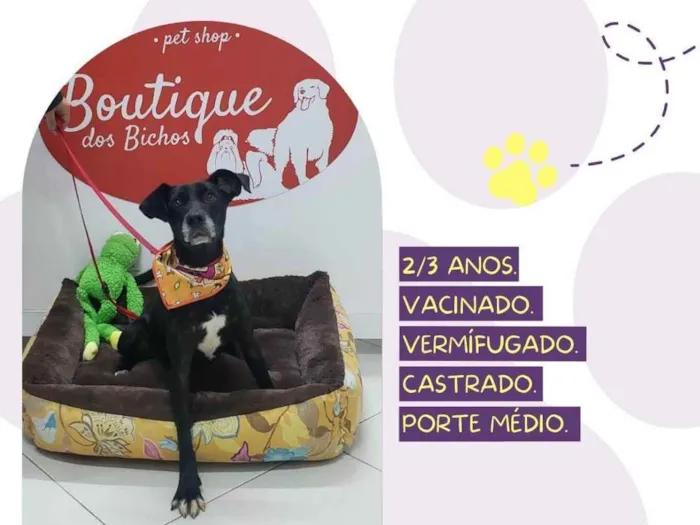 Cachorro ra a Srd idade 2 anos nome Pitucho