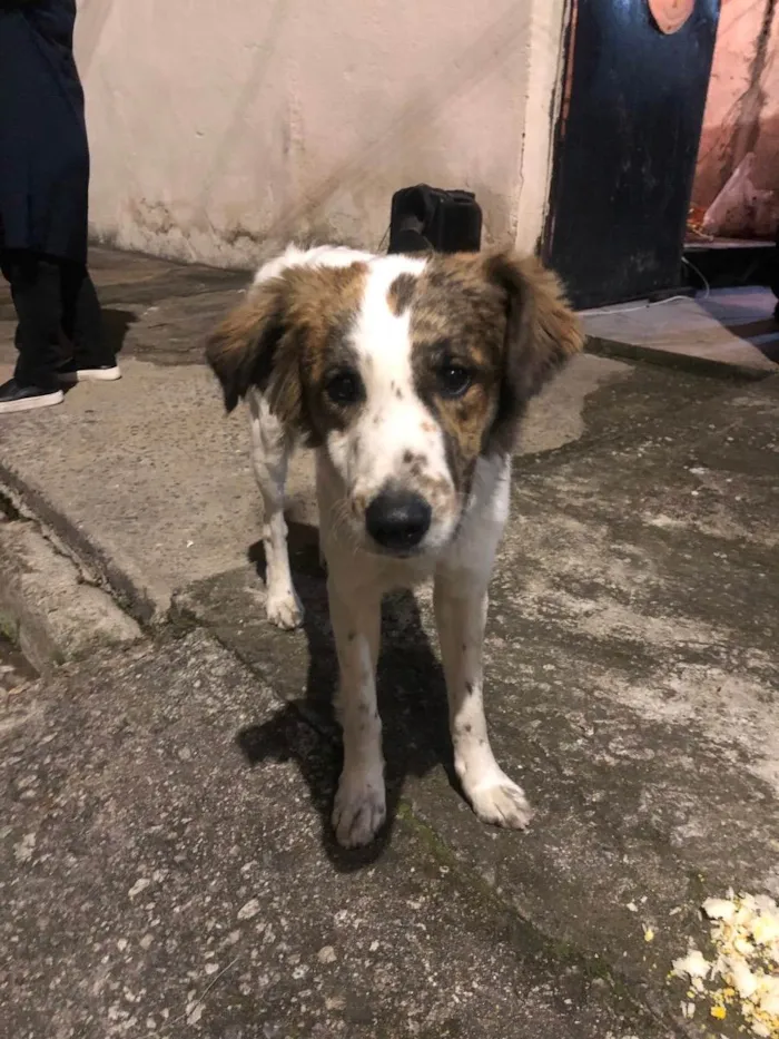 Cachorro ra a Srd  idade 7 a 11 meses nome Não informado 