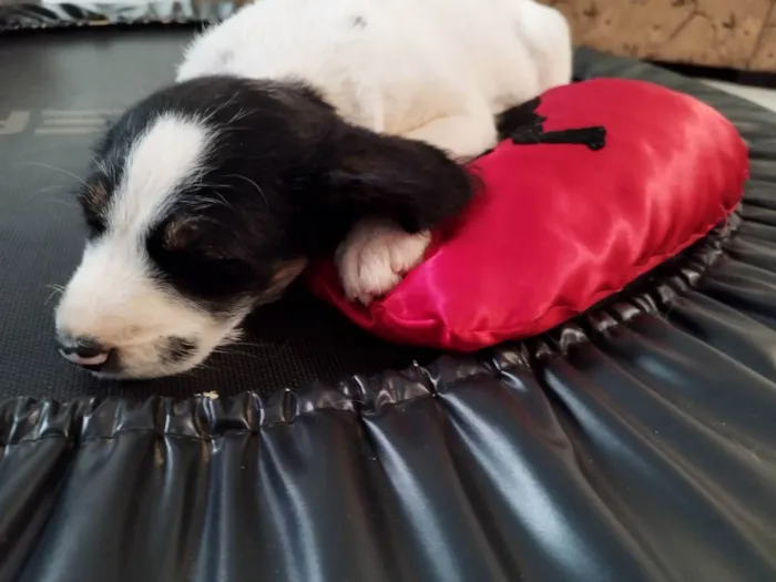 Cachorro ra a Misturado ,vira lata com labra idade 2 a 6 meses nome Bolinha