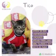 Gato raça Srd idade Abaixo de 2 meses nome Tico