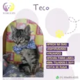 Gato raça Srd idade Abaixo de 2 meses nome Teco