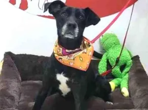 Cachorro raça Srd idade 2 anos nome Pitucho